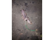 Колектор випускний 1,5 дизель Scenic 3