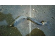 Патрубок охлаждения Меган 3 Патрубок охлаждения Меган 3